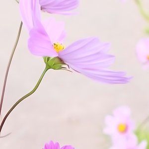 Meet your Posher, Bridget